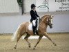 stallion Top Yellow (German Riding Pony, 1993, from Till The Champ)