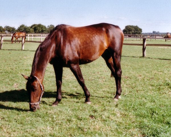 Pferd Ghiron (Oldenburger, 1991, von Gambler's Cup xx)