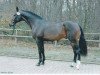 stallion Cirhus (Holsteiner, 2004, from Cassini I)