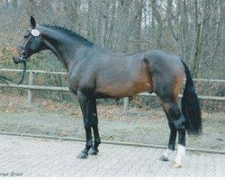 stallion Cirhus (Holsteiner, 2004, from Cassini I)