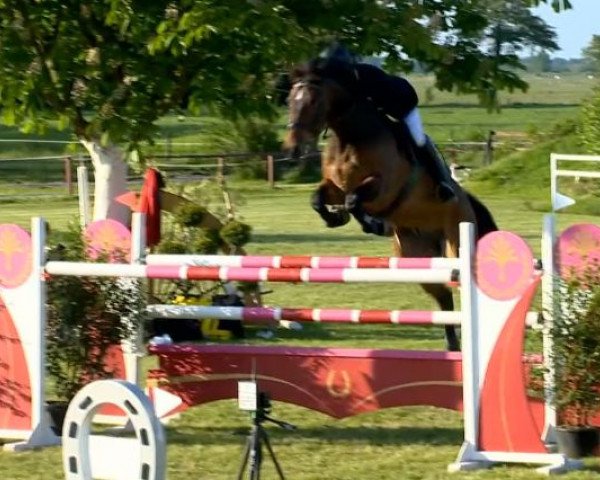 jumper Uthello (Hanoverian, 2007, from Uccello)
