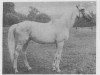 stallion Belendek xx (Thoroughbred, 1967, from Bontur xx)