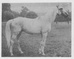 stallion Belendek xx (Thoroughbred, 1967, from Bontur xx)