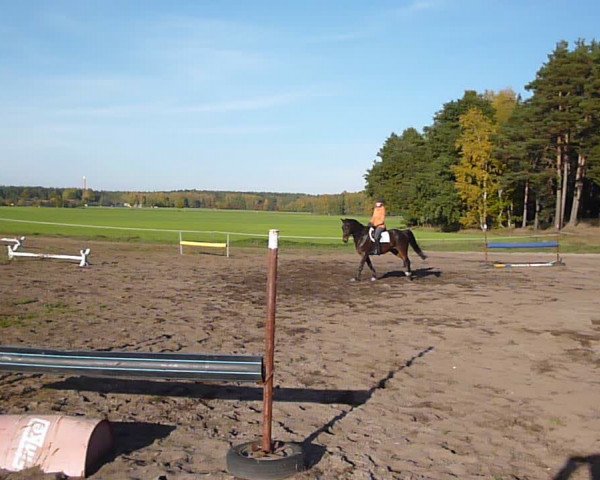 Video of elvis
