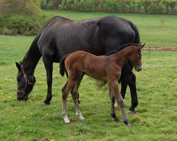 broodmare Casina Slim Z (Zangersheide riding horse, 2014, from C-Trenton Z)