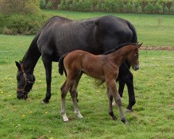 broodmare Casina Slim Z (Zangersheide riding horse, 2014, from C-Trenton Z)