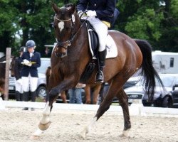 Dressurpferd Sambuco Royal (Westfale, 2003, von Show Star)