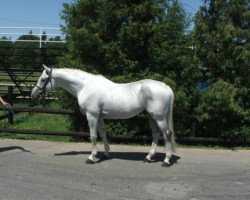 stallion Barón (Slovakian Warmblood, 1993, from Orfeus)