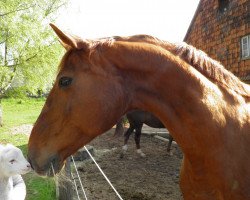 Pferd Gwendolin 22 (Westfale, 1991, von Granikos)