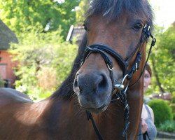 horse Nessaja (German Riding Pony, 2008, from Cyriac WE)