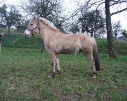 dressage horse Kampino (Fjord Horse, 2011, from Kalino)