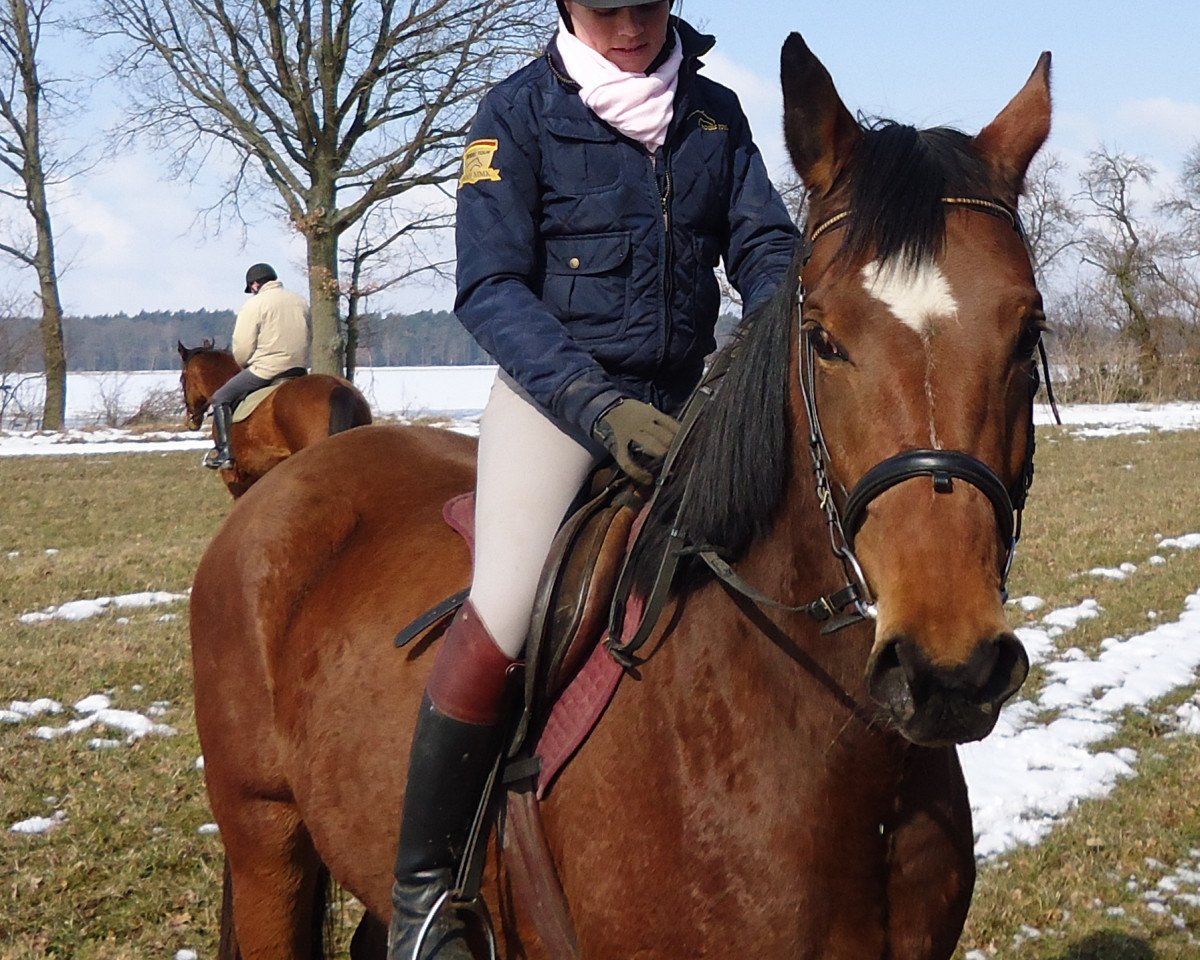 horse Shanya (Anglo-Arabs, 2008, from Shaddai EAO)