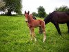 dressage horse All of Jazz (Westphalian, 2014, from All At Once)