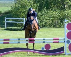 jumper Grandora 6 (Hanoverian, 2008, from Geysir)