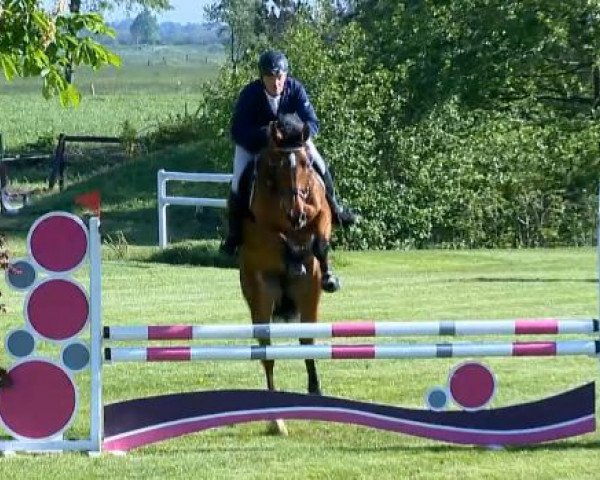 horse Lamina L (Hanoverian, 2008, from Lord Z)