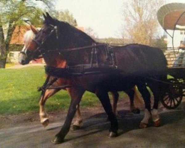 broodmare Biene H 36287 (Heavy Warmblood, 1988, from Carel)