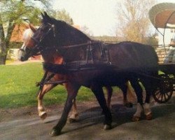 Zuchtstute Biene H 36287 (Schweres Warmblut, 1988, von Carel)