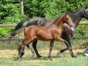 Springpferd Chocofresh (Deutsches Reitpony, 2009, von FS Cracker Jack)