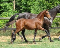 Springpferd Chocofresh (Deutsches Reitpony, 2009, von FS Cracker Jack)