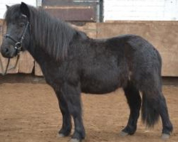 horse Holsteins Huckleberry (Shetland Pony, 2010, from Holsteins Häuptling)