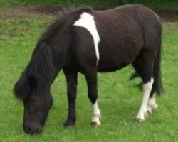 Pferd Holsteins Halunke (Shetland Pony, 2009, von Holsteins Häuptling)