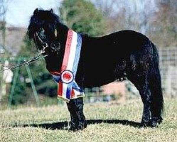 stallion Holsteins Ideal (Shetland Pony, 1995, from Ignaz)