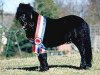 stallion Holsteins Ideal (Shetland Pony, 1995, from Ignaz)