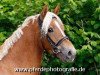 jumper Holsteins Sunny Day (German Riding Pony, 2008, from Fs Disagio)