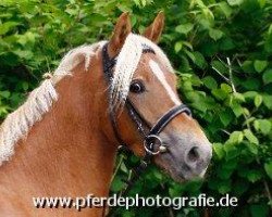 Springpferd Holsteins Sunny Day (Deutsches Reitpony, 2008, von Fs Disagio)