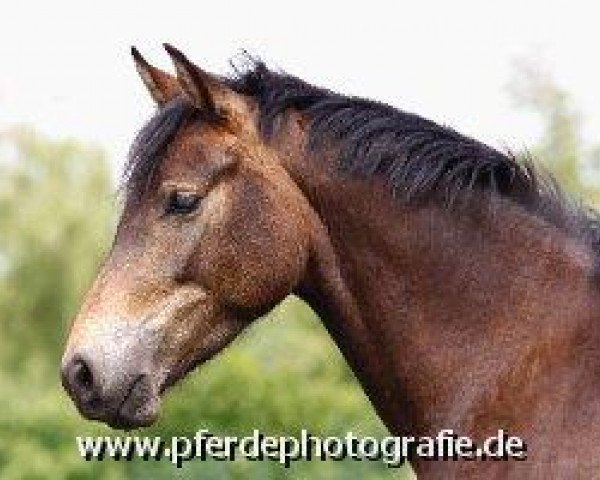 jumper Holsteins Sangria (German Riding Pony, 2007, from Barrichello)