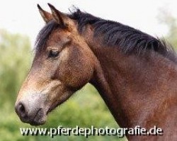 jumper Holsteins Sangria (German Riding Pony, 2007, from Barrichello)