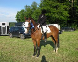 dressage horse Papito (Westphalian, 2002, from Pik Labionics)