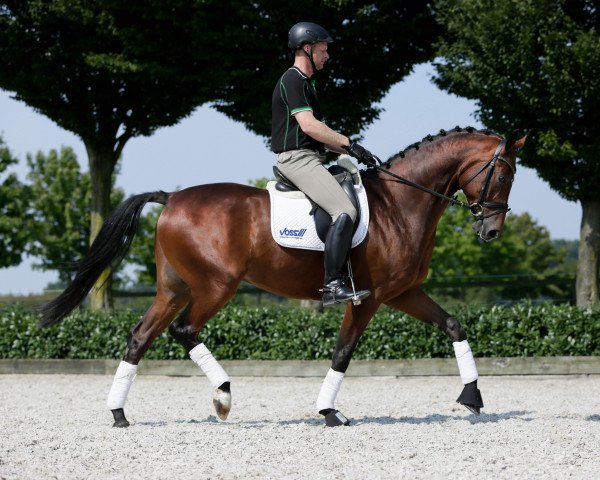 dressage horse Insterglanz V (Westphalian, 2010, from Instertanz V 241 FIN)