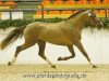 dressage horse Holsteins Marschall (German Riding Pony, 2011, from Petit Magic Colour)