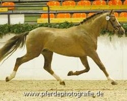 dressage horse Holsteins Marschall (German Riding Pony, 2011, from Petit Magic Colour)