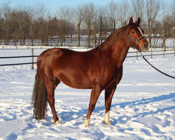 broodmare Cash a Smile 4 (German Riding Pony, 2011, from Charivari)