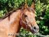 dressage horse Holsteins Jesine (German Riding Pony, 2008, from Barrichello)