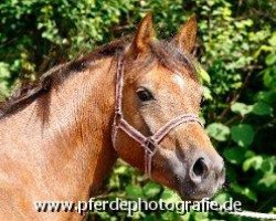 dressage horse Holsteins Jesine (German Riding Pony, 2008, from Barrichello)