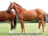 Dressurpferd Holsteins Jersey (Deutsches Reitpony, 2007, von Fs Disagio)