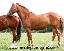 dressage horse Holsteins Jersey (German Riding Pony, 2007, from Fs Disagio)