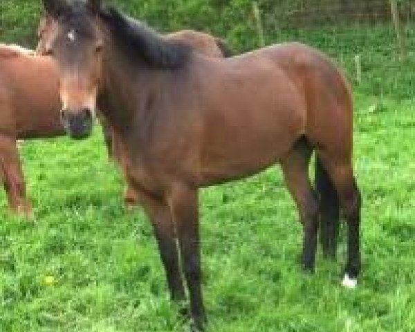 horse Holsteins Jeany (German Riding Pony, 2007, from Barrichello)