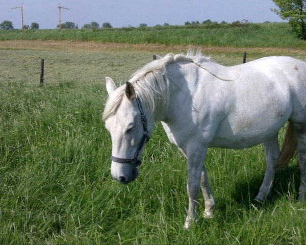 broodmare Jaguara (Andalusier, 1997, from Bizarro)