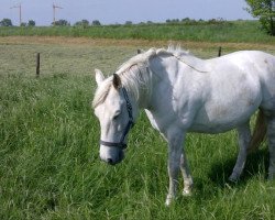 broodmare Jaguara (Andalusier, 1997, from Bizarro)