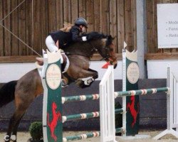 jumper Flandernhof's Silverado (New Forest Pony, 2006, from Sir Durk)