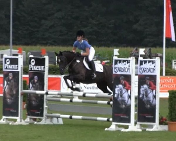 jumper Macando (German Riding Pony, 2008, from Montreal)
