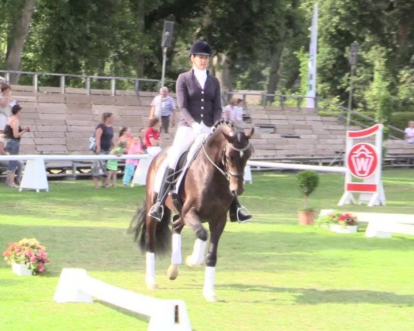 WESTFALEN CHAMPIONAT 2015 für 3jähr. Hengste
Ehrenrunde Springplatz