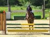 jumper Don Durell (German Riding Pony, 2001, from Durello)