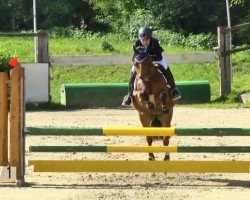 jumper Don Durell (German Riding Pony, 2001, from Durello)