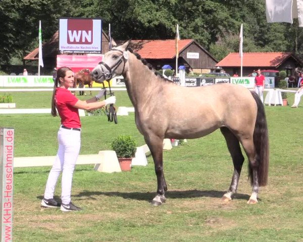 48. Westfälische Eliteschau, 02.08.2015, Reitpony- und Kleinpferdestuten,
Ring 1 Reitponystuten
