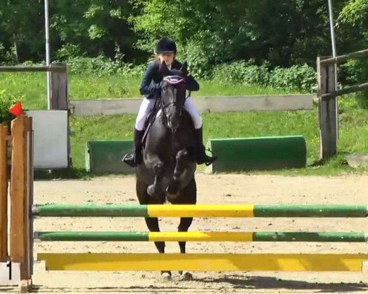 jumper Ellie Pirelli (Hanoverian, 2008, from Escudo I)